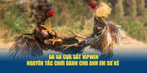 đá gà cựa sắt