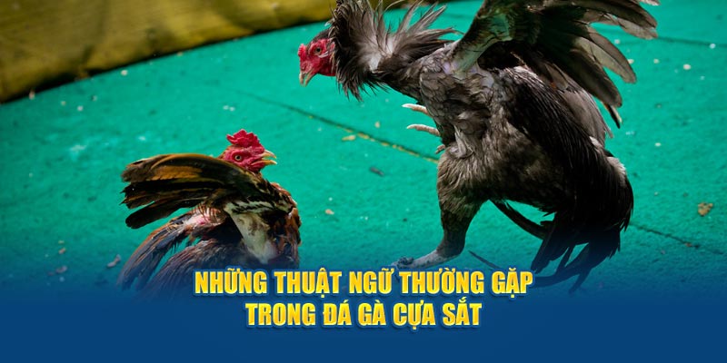 Những thuật ngữ thường gặp trong đá gà cựa sắt