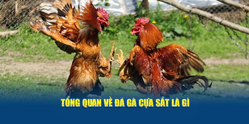 Tổng quan về đá gà cựa sắt là gì